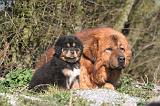DOGUE DU TIBET 495